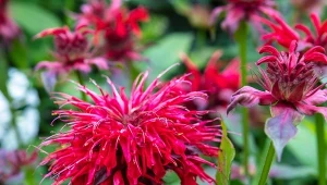 Najpiękniejsze odmiany monardy malują rabaty w ogrodzie na odcienie różu, fioletu i żywej czerwieni.