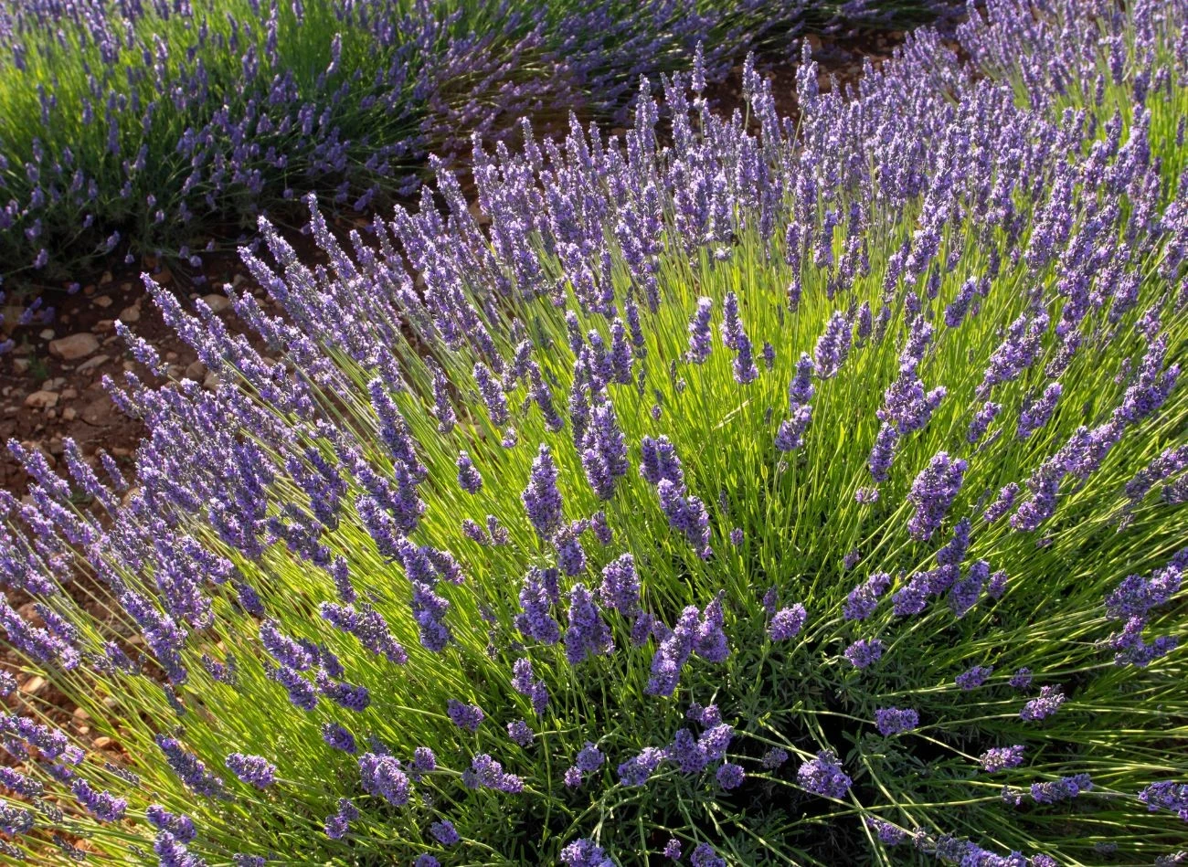 Należy pamiętać, że lawendę podlewamy bezpośrednio do gruntu