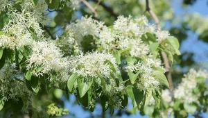 Śniegowiec chiński (Chionanthus retusus) to jedno z ozdobnych drzew, które warto posadzić przed domem.