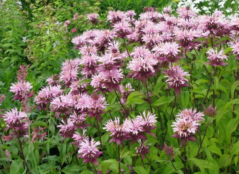 Pysznogłówki dostępne są w rozmaitych kolorach, co pozwala tworzyć ciekawe kompozycje z innymi, uwielbianymi roślinami