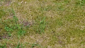 Jesienne wapnowanie pomoże zwalczyć mech na trawniku.