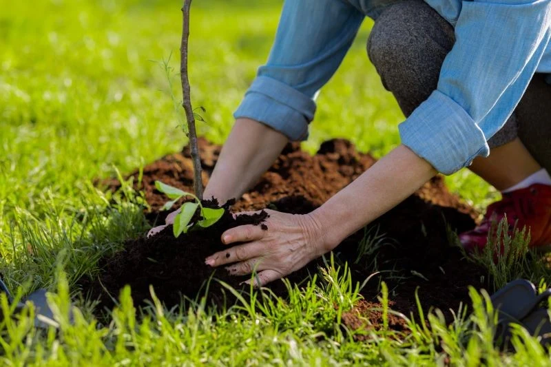Kiedy sadzić drzewa w ogrodzie