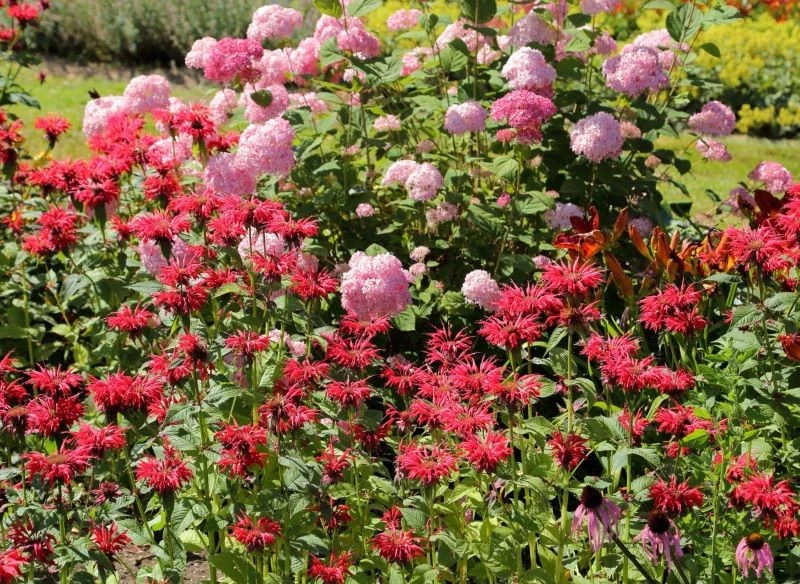 Połączenie pysznogłówki z jeżówkami, wyższymi od nich hortensjami oraz niskimi, zielonymi bylinami sprawi, że piętrowa rabata nabierze koloru i cha...