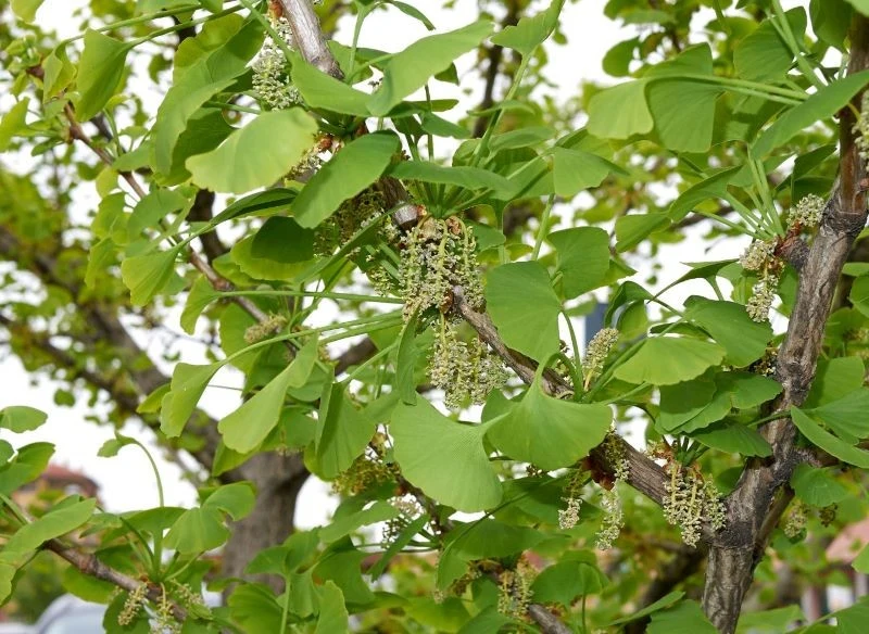 Miłorząb dwuklapowy (Ginkgo biloba)