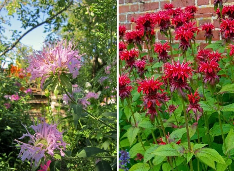 Monarda rosnąca w ogrodzie naturalistycznym wygląda bardzo romantycznie, z kolei odmiana posadzona licznie na zaplanowanej, jednogatunkowej rabacie...
