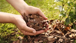 Ściółkowanie to ważny zabieg pielęgnacyjny, który przynosi wiele korzyści.