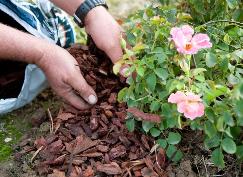 Do ściółkowania możemy wykorzystać ściółki organiczne i nieorganiczne