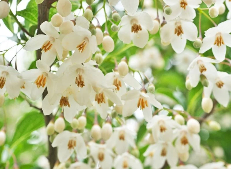 Styrak japoński (Styrax japonicus)