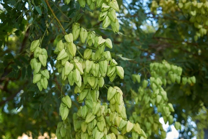 Mydleniec wiechowaty (Koelreuteria paniculata)