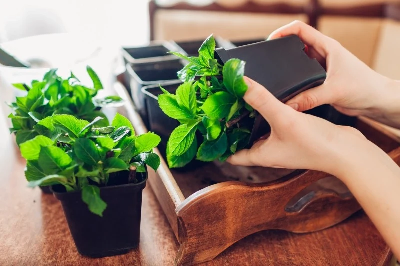 Rozmnażanie hortensji przez sztobry (zdrewniałe pędy) nie jest dosyć łatwe