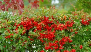 Najlepsze gatunki ognika doskonale nadają się na estetycznie formowane żywopłoty. Sprawdź, jak o nie dbać, by cały rok tworzyły żywą zasłonę w twoim ogrodzie.