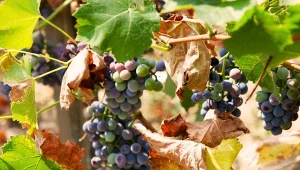 Jesienne cięcie winogron ma znaczenie w formowaniu krzewów i wpływa na ich kolejne owocowanie. Jak je przeprowadzać?