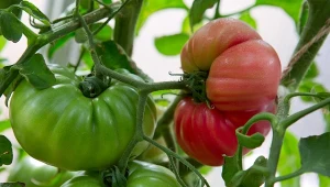 Co zrobić, jeśli pomidory nie zdążyły dojrzeć na krzaku?