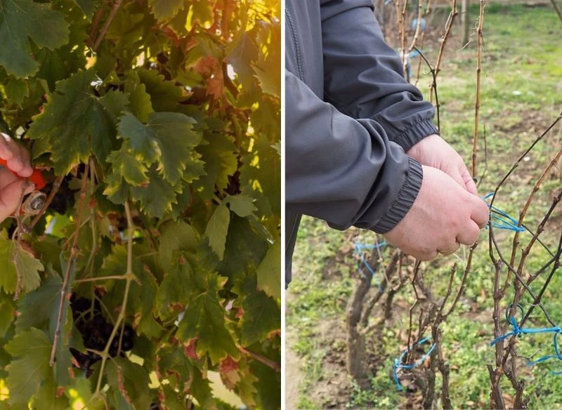 Po zbiorach winogron przychodzi czas na oczyszczenie krzewów z liści oraz oznaczenie pędów do przycięcia