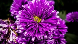 Astry marcinki kwitną do pierwszych mocnych przymrozków.