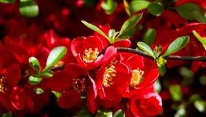 Pigwowiec japoński. Do jakich ogrodów się nadaje? Jak go uprawiać?