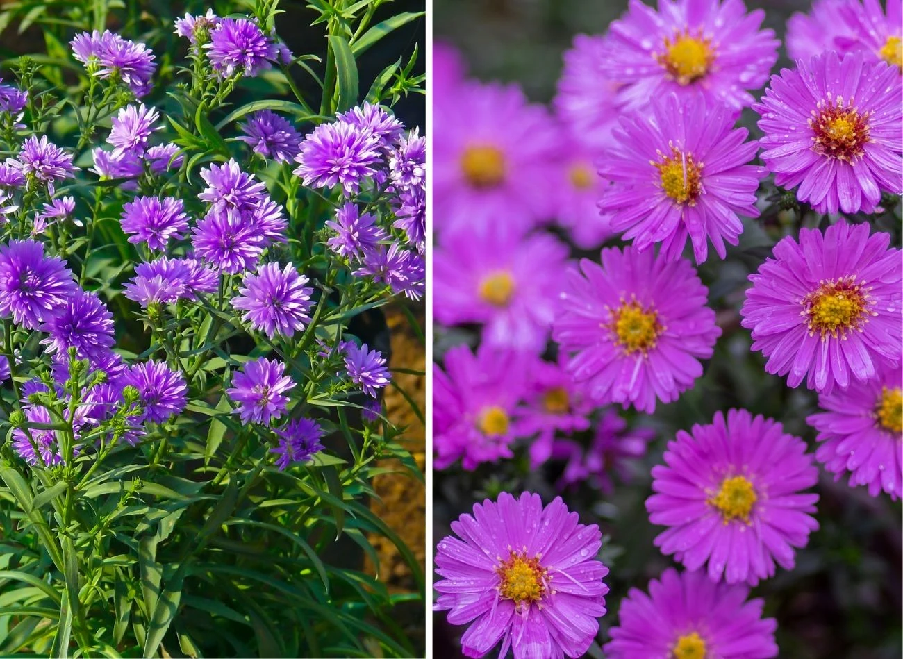 Astry marcinki to barwne kwiaty, które występują w kilku kolorach i odmianach