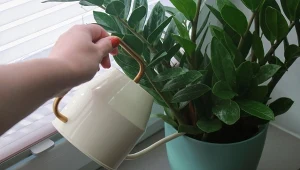 Jak pobudzić zamiokulkasa do wzrostu? Z powodzeniem sprawdzi się domowa odżywka z popularnego warzywa.