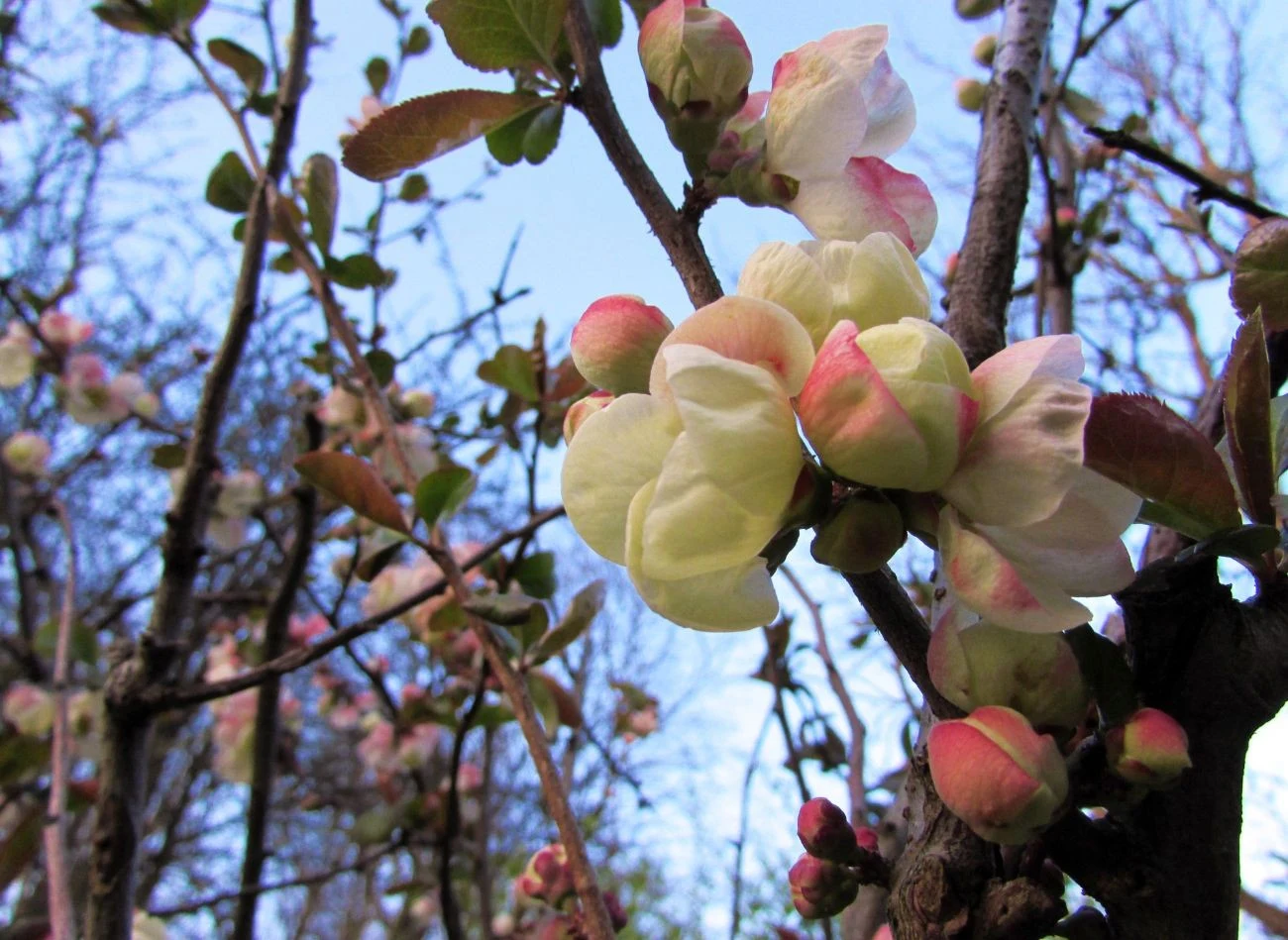 Pigwowiec japoński występuje w kilku odmianach