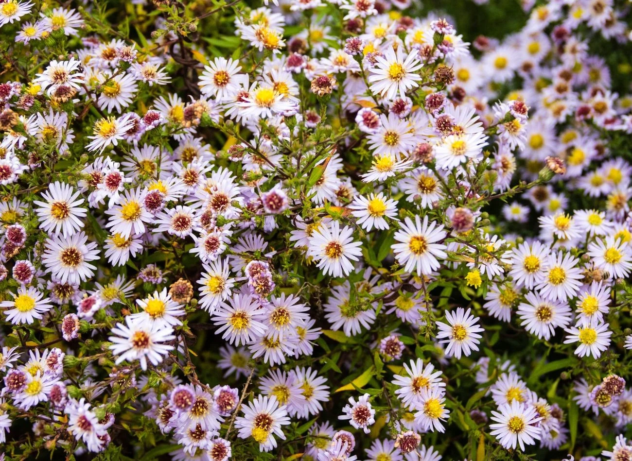 Marcinki są bardzo łatwe w uprawie, nie mają zbyt dużych wymagań