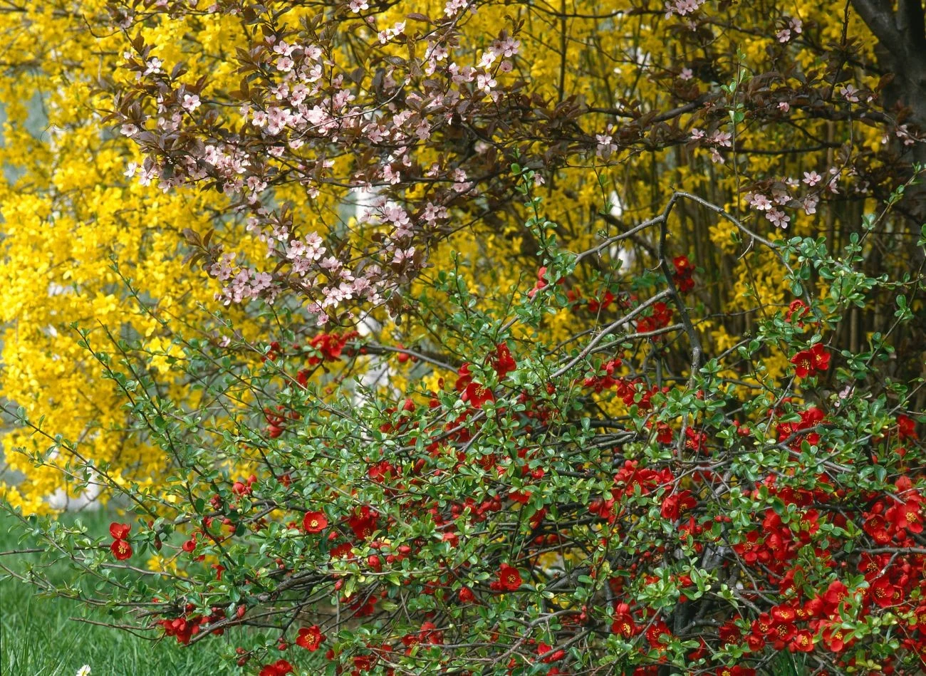 Pigwowiec japoński lubi stanowisko umiarkowanie słoneczne i żyzną glebę
