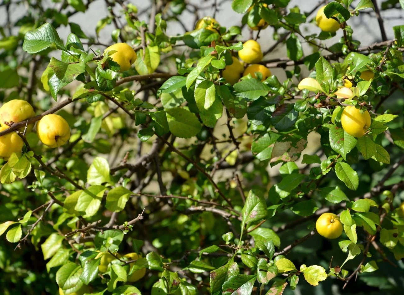 Owoce pigwowca japońskiego są bogate w witaminę C, doskonale nadają się na przetwory