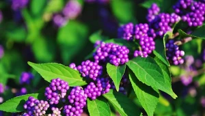 Pięknotka (Callicarpa) należy do rodziny werbenowatych. Zdobi ogród przez cały rok.