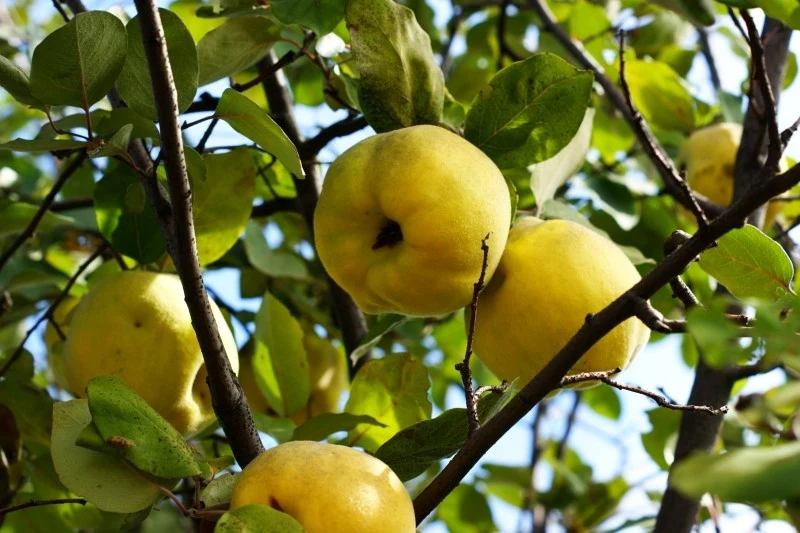 Ciepłe i słoneczne stanowisko to klucz do zdrowego wzrostu i obfitego owocowania pigwy