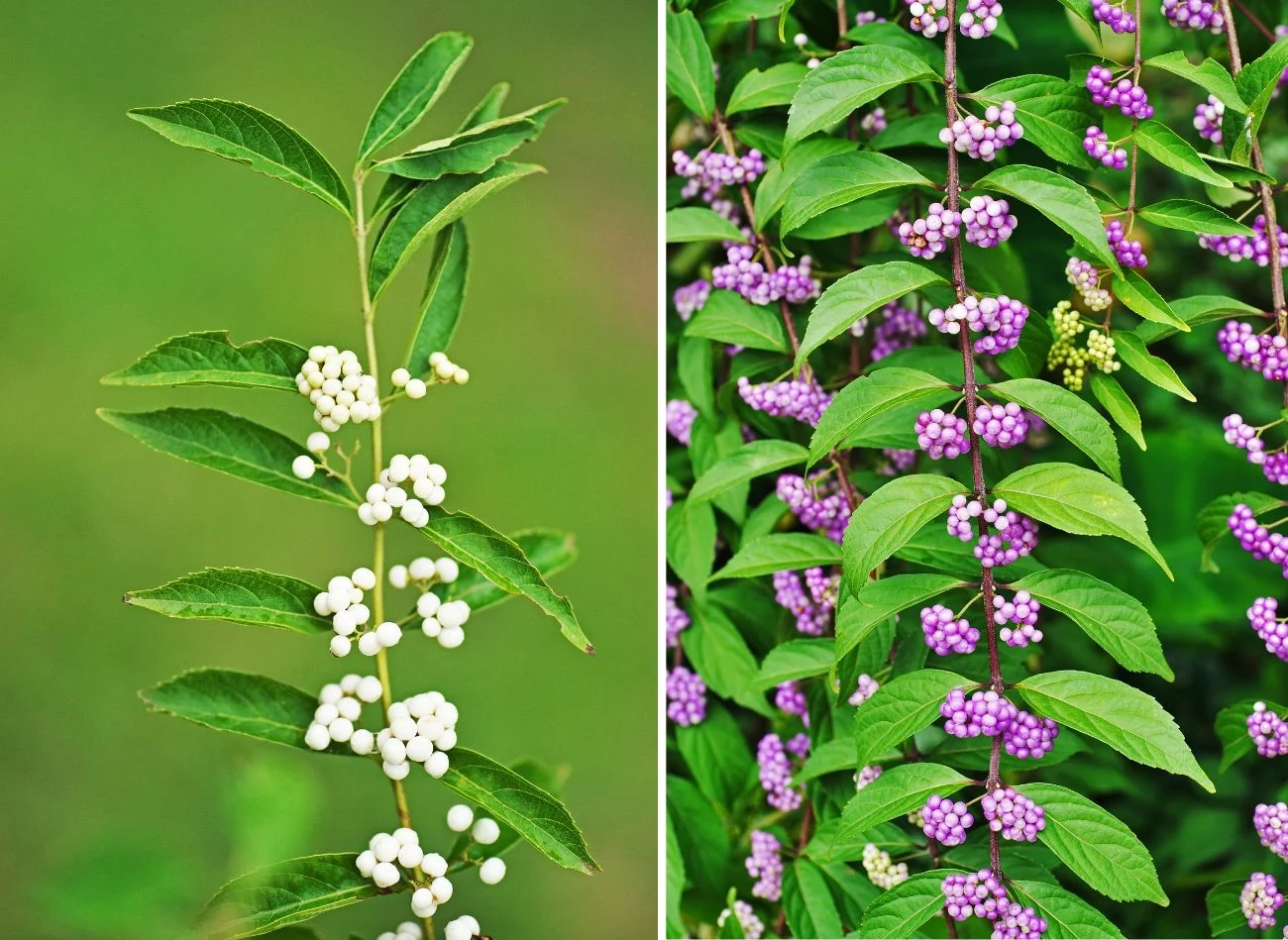 Jedną z ciekawych odmian jest pięknotka japońska