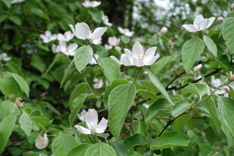 Kwiaty pigwy nie są narażone na przymrozki, ponieważ pojawiają się w maju