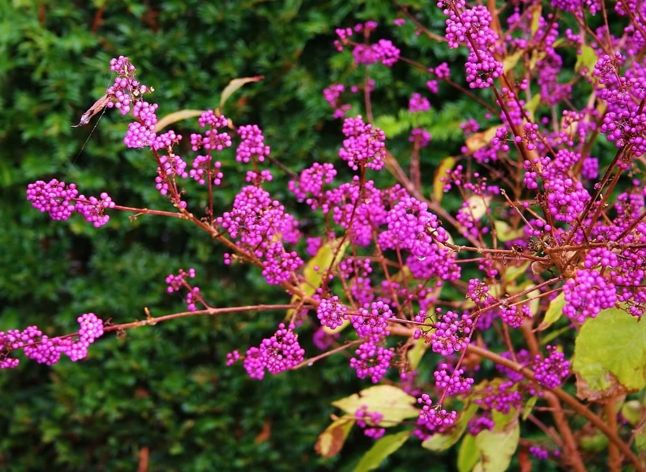 Pięknotka dobrze się w grupie, im więcej krzewów z jej rodziny, tym obficiej owocuje