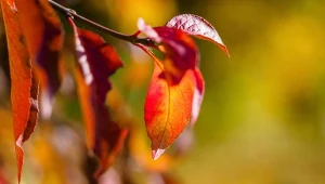 Piękna, ale trzeba uważać, gdy owocuje. Sadzenie i uprawa trzmieliny amerykańskiej