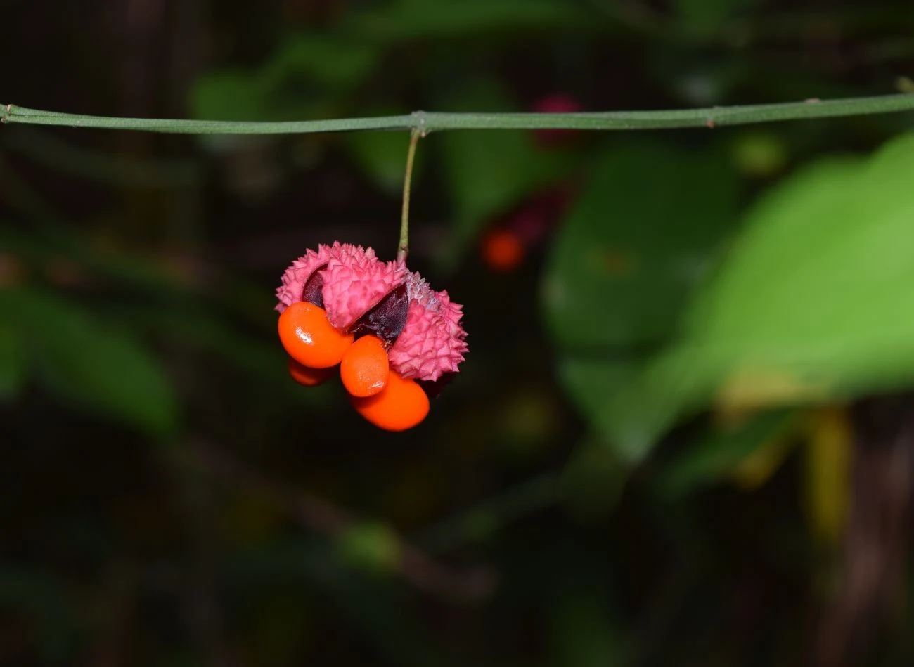 Spektakularne owoce trzmieliny pojawiają się na krzewie jesienią