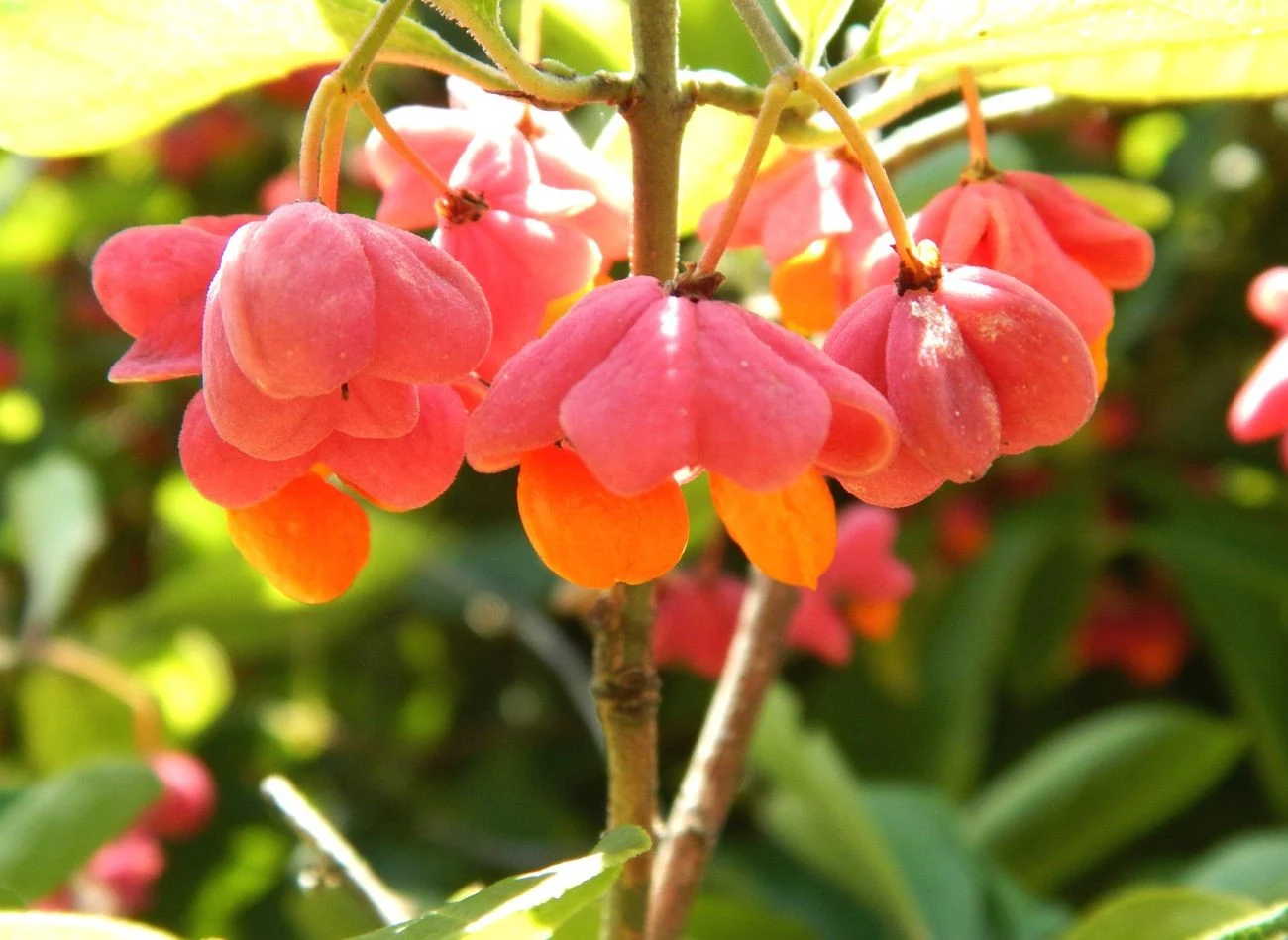 Trzmielina tworzy zielone ściany, a kwiaty i owoce są ich barwnym dodatkiem