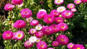 Astry, symbol jesieni, najpiękniej prezentują się we wrześniu i październiku. Czego potrzebujesz, by je uprawiać?