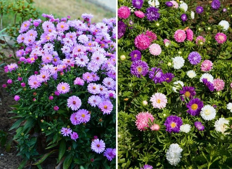 Astry na rabacie mogą tworzyć jednobarwne plamy lub mieszankę kolorów, która rozświetli twój ogród, jakby zatrzymując wspomnienie kolorowego lata n...