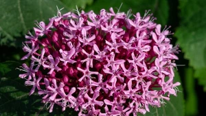 Szczęślin Bungego, czyli meksykańska hortensja.