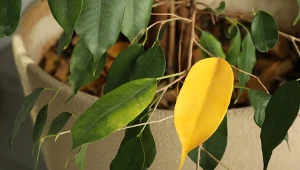 Podlej fikusa domową odżywką. Natychmiast się zazieleni.