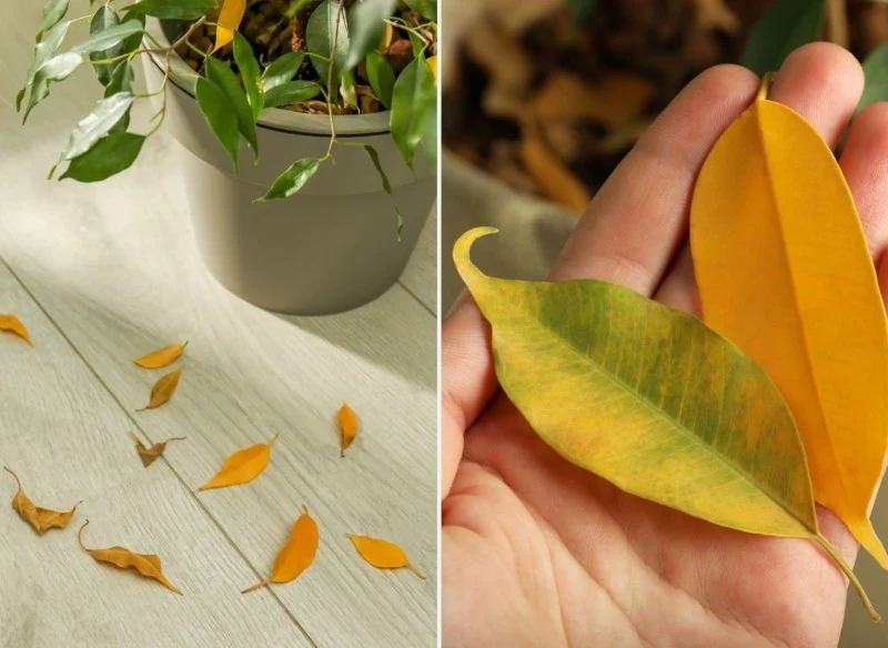 Fikus może gubić liście z wielu powodów