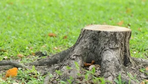 Nie usuniesz go od ręki, ale unikniesz karczowania i wydatków. Dobry sposób na pozbycie się pnia z ogrodu