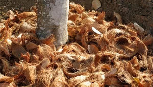 Ściółka kokosowa przydaje się do zabezpieczenia nowo założonych rabat, a także ochrony wieloletnich klombów./C