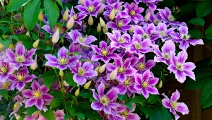 Dobre stanowisko skłoni powojniki do obfitego kwitnienia.