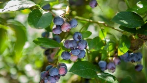 Kiedy przycinać borówkę amerykańską? Lepiej przestrzegać terminów.