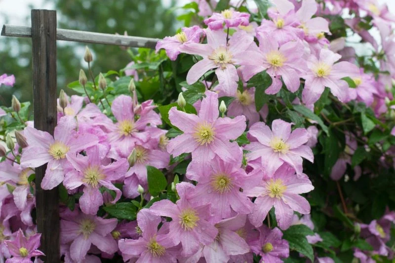Jaki termin sadzenia powojników jest najlepszy