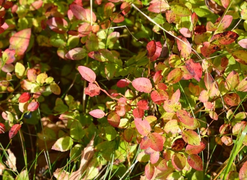 Jesienią osłabione pędy borówki amerykańskiej przebarwiają się na czerwony kolor