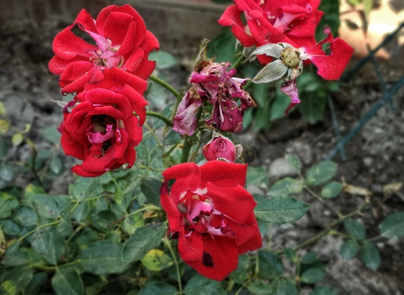 We wrześniu usuwaj przekwitłe kwiaty, żółte liście i zwróć uwagę, czy krzew nie został zaatakowany przez szkodniki