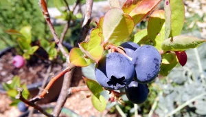 Rośliny kwasolubne potrzebują jesienią szczególnej pielęgnacji.