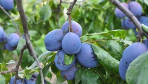 Sprawdź, jakie śliwy można wyhodować z pestek.