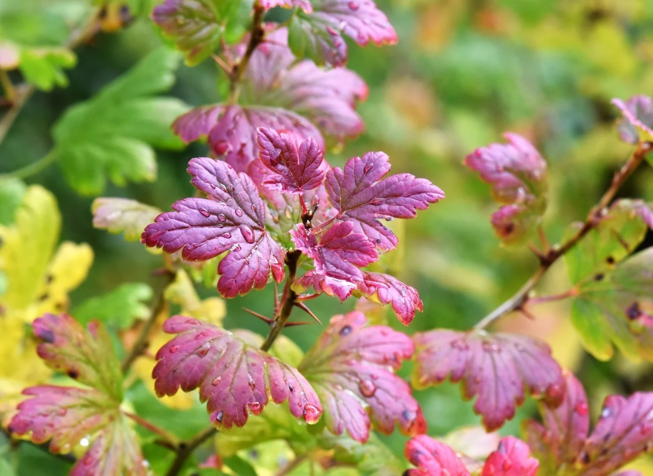 Agrest to roślina umiarkowanie kwasolubna, potrzebuje podłoża pH 5,5-6,2