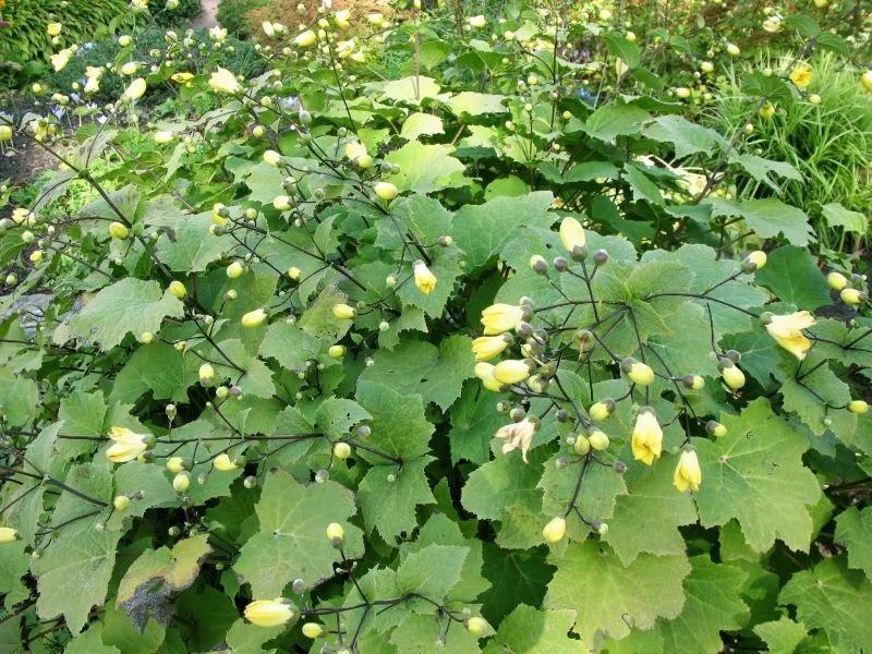 Gęste kępy rośliny tworzą wysoki, zielony dywan, nad nim rozwijają się złociste kwiaty